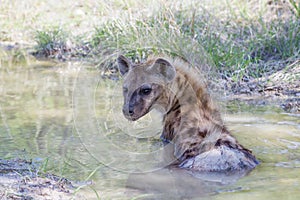 Spotted hyena lying in a mud pool