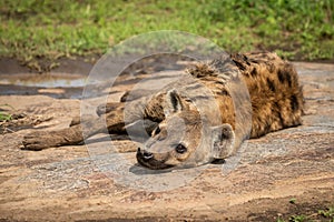 Spotted hyena lying on rock with catchlight photo