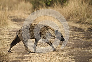 Spotted hyena, Masaimara, Africa