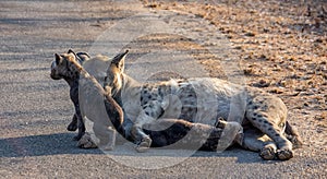 Spotted Hyena mother and cubs