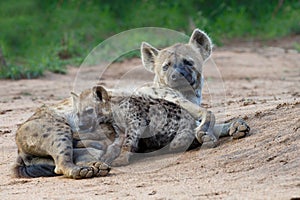 Spotted Hyena mother nursing her pups
