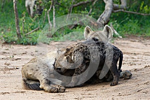 Spotted Hyena mother nursing her pups