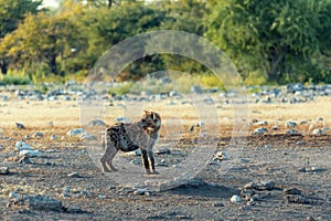 Spotted hyena, Namibia Africa safari wildlife