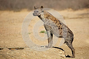 Spotted hyena in natural habitat