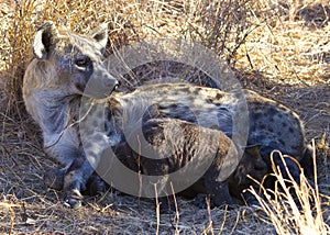 Spotted Hyena Nursing