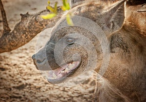 Spotted hyena panting