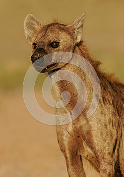 Spotted hyena portrait