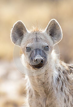 Spotted Hyena portrait