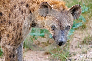 Spotted Hyena Portrait in Kruger Park South Africa