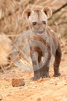 Spotted hyena pup