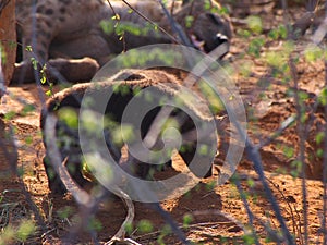 Spotted hyena pup