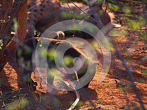 Spotted hyena pup