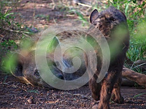 Spotted hyena with pup