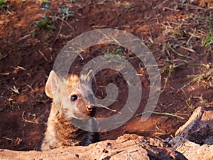 Spotted hyena puppy