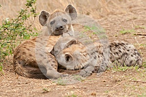 Spotted hyena with pups