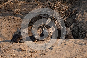 Spotted Hyena pups all out the den.