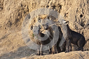 Spotted Hyena pups at den.