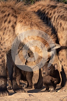 Spotted Hyena pups with mom