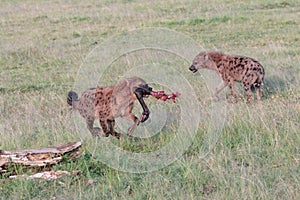 Spotted Hyena running in the savannah