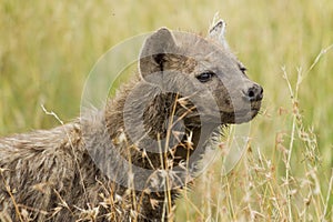 Spotted Hyena in Savanna Grass