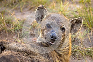 Spotted Hyena scavenger Portrait