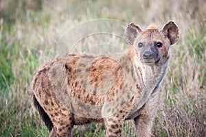 Spotted Hyena in Serengeti National park photo