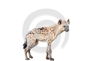 Spotted hyena standing. Isolated on white