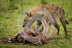 Spotted hyena stands gnawing ribcage of carcase