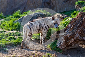 The spotted hyena stands on the grass and basks in the sun