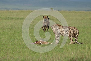 Spotted hyena stealing a carcass from a cheetah.