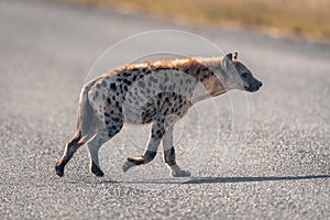 Spotted hyena trots across road in sunshine