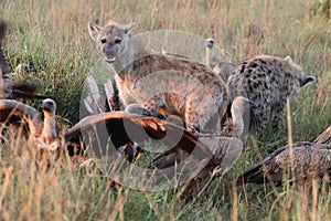 Spotted hyena and vultures feeding on a carcass in the african savannah.
