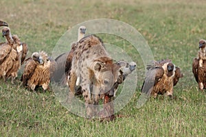 Spotted hyena and vultures feeding on a carcass in the african savannah.