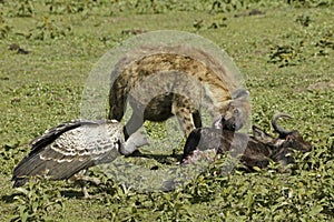 Spotted hyena and vultures on a kill, Tanzania