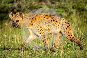 Spotted hyena walking across grass with catchlight