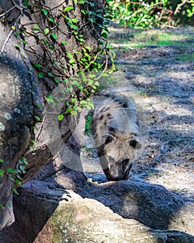 Spotted hyena walking around in the zoo
