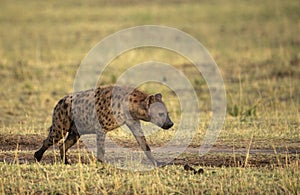 Spotted Hyena walking on a forest train seen at Masai Mara, Kenya