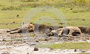 Spotted Hyena wallowing in the mud to cool down