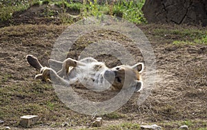 The spotted hyena wallows in the sand cleans its wool.