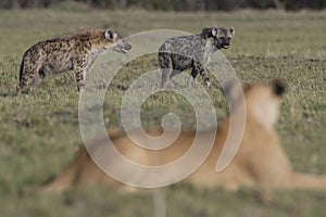 Spotted hyenas in a grassy field with a lion resting on the ground