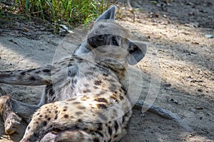 Spotted Hyenas in nature,close up. Carnivore, creature.Close up