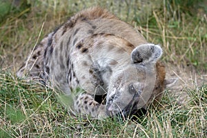 Spotted Hyenas in nature,close up. Carnivore, creature.Close up