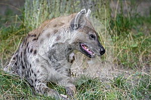 Spotted Hyenas in nature,close up. Carnivore, creature.Close up