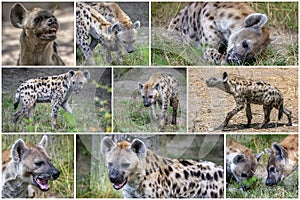 Spotted Hyenas in nature,close up. Carnivore, creature.Collage set.