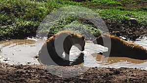 Spotted Hyenas of Ndutu drinking