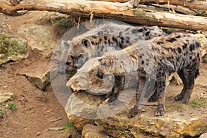 Spotted hyenas
