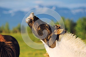 Funny photo of Icelandic horse foal photo