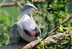 The spotted imperial pigeon Ducula carola is a species of bird in the family Columbidae.
