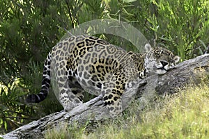 Spotted Jaguar rubbing against a tree