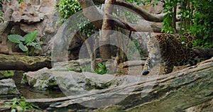 Spotted jaguar walk inside jungle forest on fallen tree trunk. Wild mammal panther slow motion video.